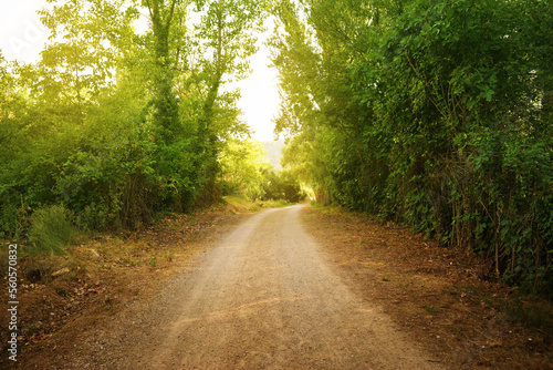 Fototapeta Naklejka Na Ścianę i Meble -  A dirt road crosses a green landscape with trees and abundant vegetation in the field