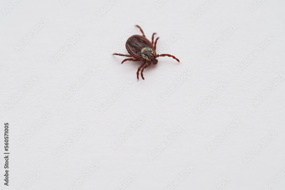 mite, Ixodid, encephalitic live tick close-up on a white background, macro photography mite, Ixodid, encephalitic live tick close-up on a white background, macro photography