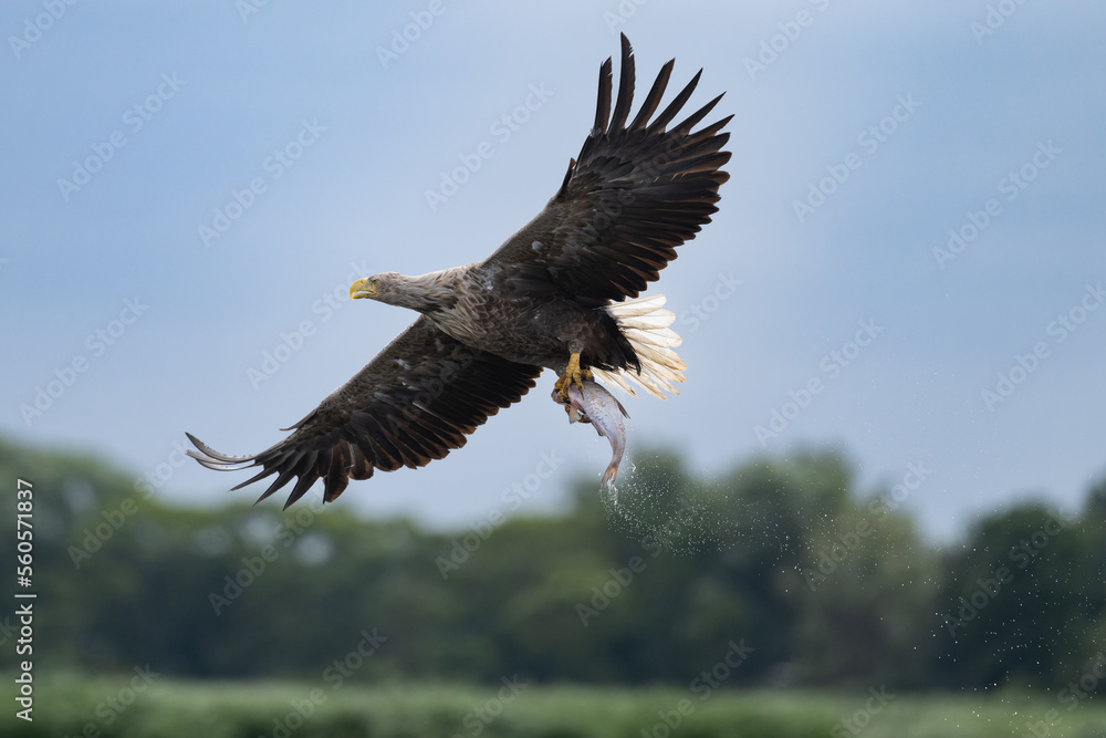 Fototapeta premium A white-tailed eagle caught a fish in the waters of the Szczecin Lagoon. 