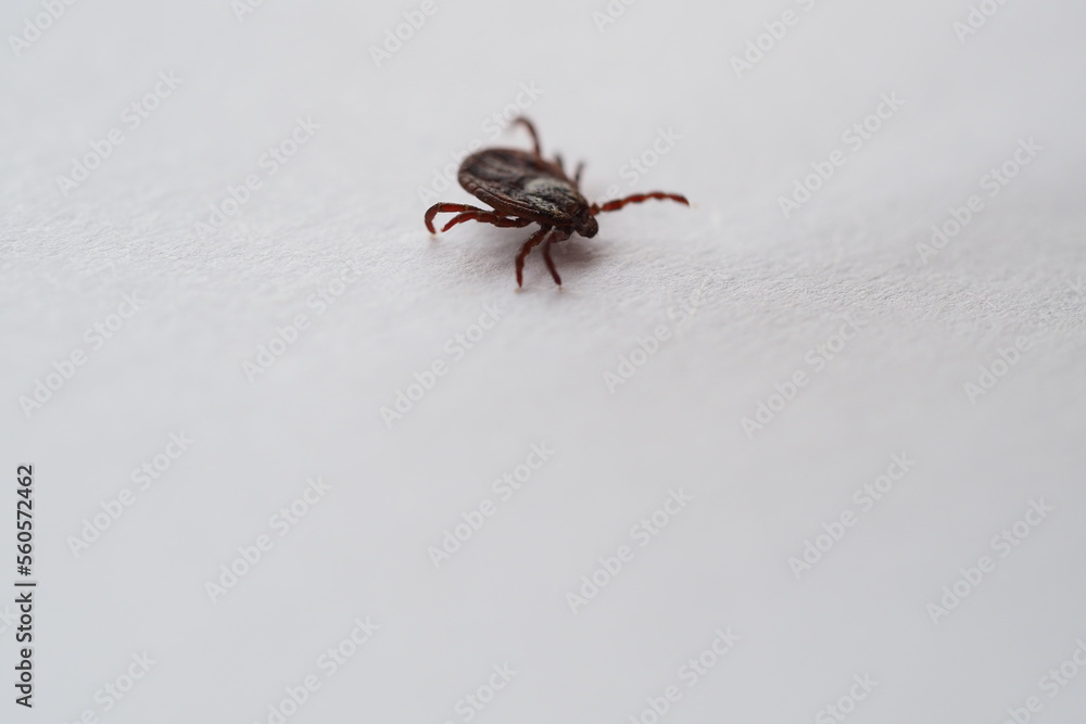 mite, Ixodid, encephalitic live tick close-up on a white background, macro photography mite, Ixodid, encephalitic live tick close-up on a white background, macro photography