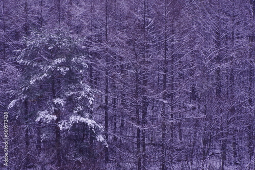 Landscape photo of winter trees.
Feeling lonely.