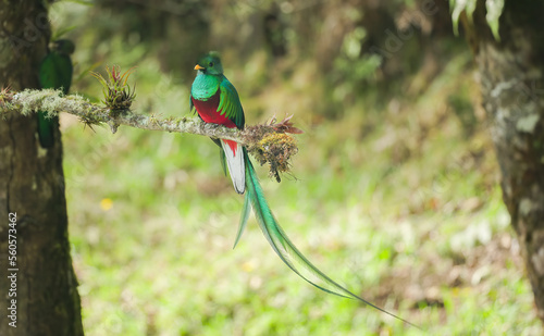 male resplendent quetzal on lookout while female builds a nest photo