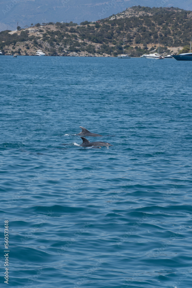 Fototapeta premium Delfine beim Segeln in Griechenland