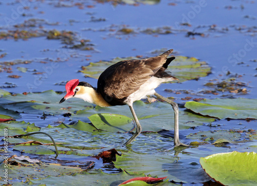 Comb-crested jacana bird walking in a pond of water