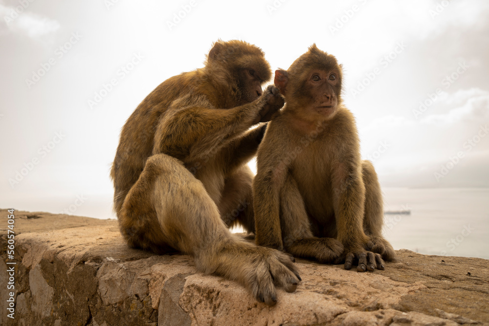 zwei Affen in Gibraltar