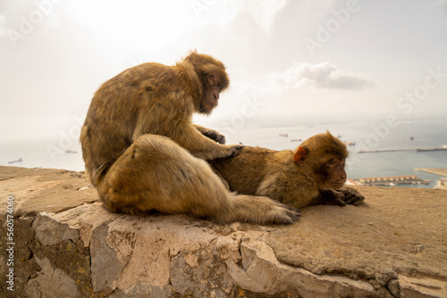 zwei Affen in Gibraltar © Philipp