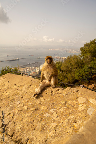 kleiner Affe in Gibraltar sitzend