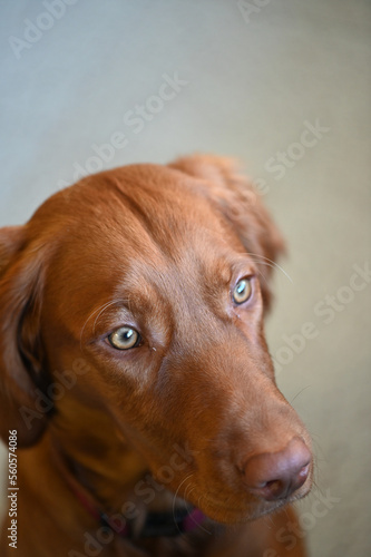 Close up portrait of a 6 month old Hungarian Vizsla puppy.