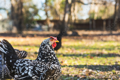 Принти на полотні Black and white ancona hen profile