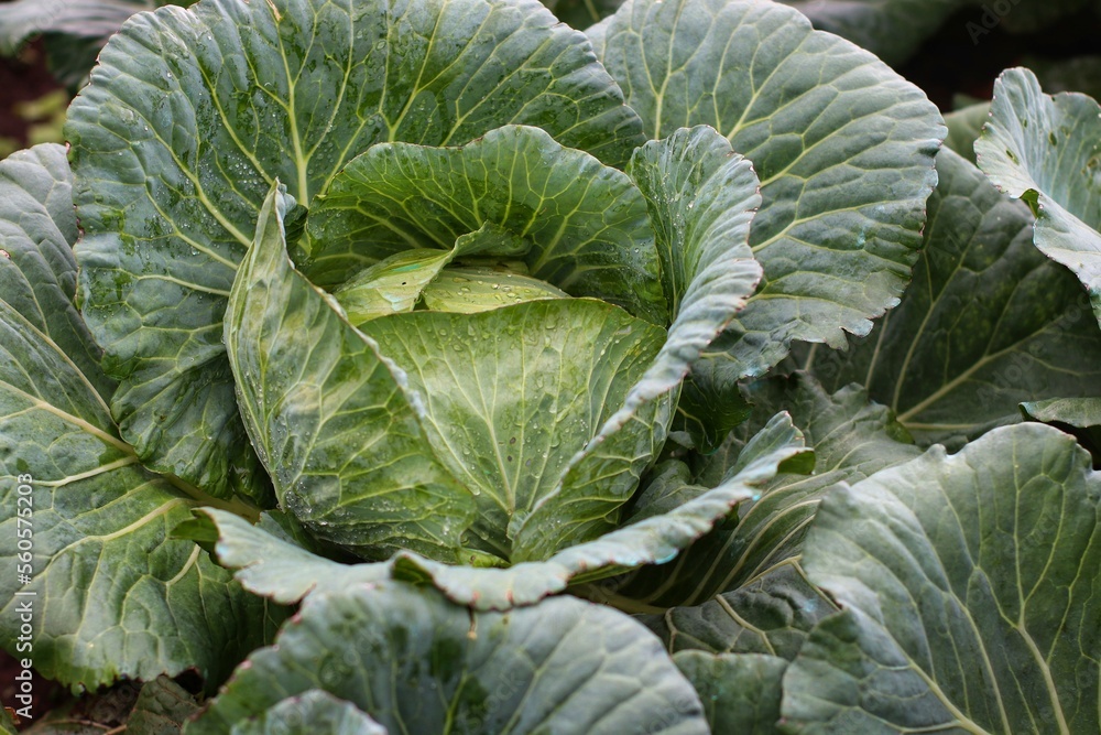 cabbage growing in the garden cabbage growing in the garden