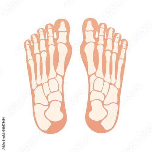 Bottom of foot with bones isolated design illustration graphic