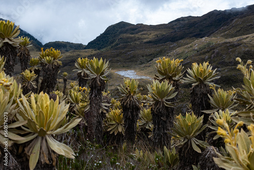 Colombian paramos in the andean mountains