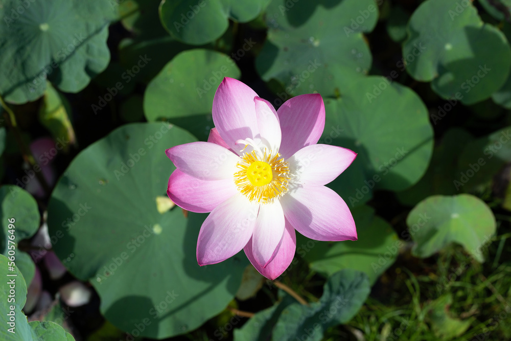 Pink lotus flower blooming in pond with green leaves Pink lotus flower blooming in pond with green leaves