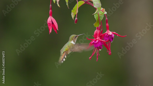 volcano hummingbird feeding on a fuchsia flower