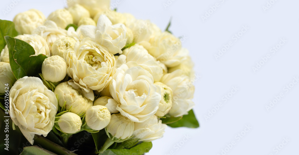 Obraz premium Jasmine flower on white background.