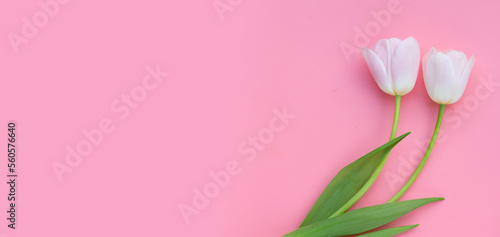 White pink tulips on pink background. © Bowonpat