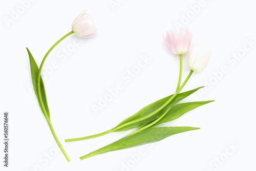 Fototapeta Naklejka Na Ścianę i Meble -  White pink tulips on white background.