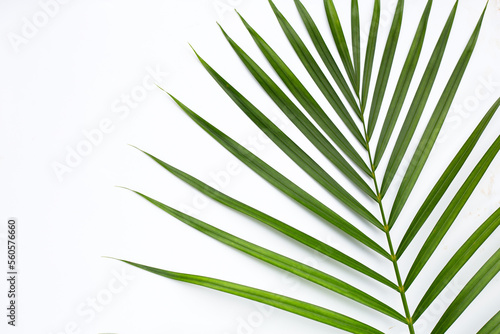 Green leaves of palm tree on white background.