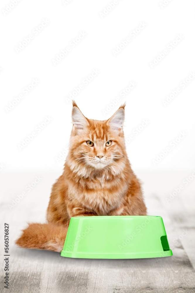 Obraz premium Funny cute fluffy young kitten with food in bowl.