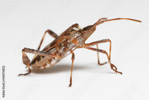 Western Conifer Seed Bug isolated against a white background