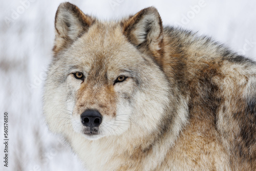Close up portrait view of a Grey Wolf in winter gazing into the camera © christopher