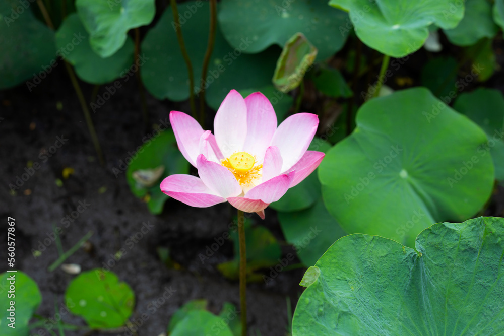 Pink lotus flower blooming in pond with green leaves Pink lotus flower blooming in pond with green leaves