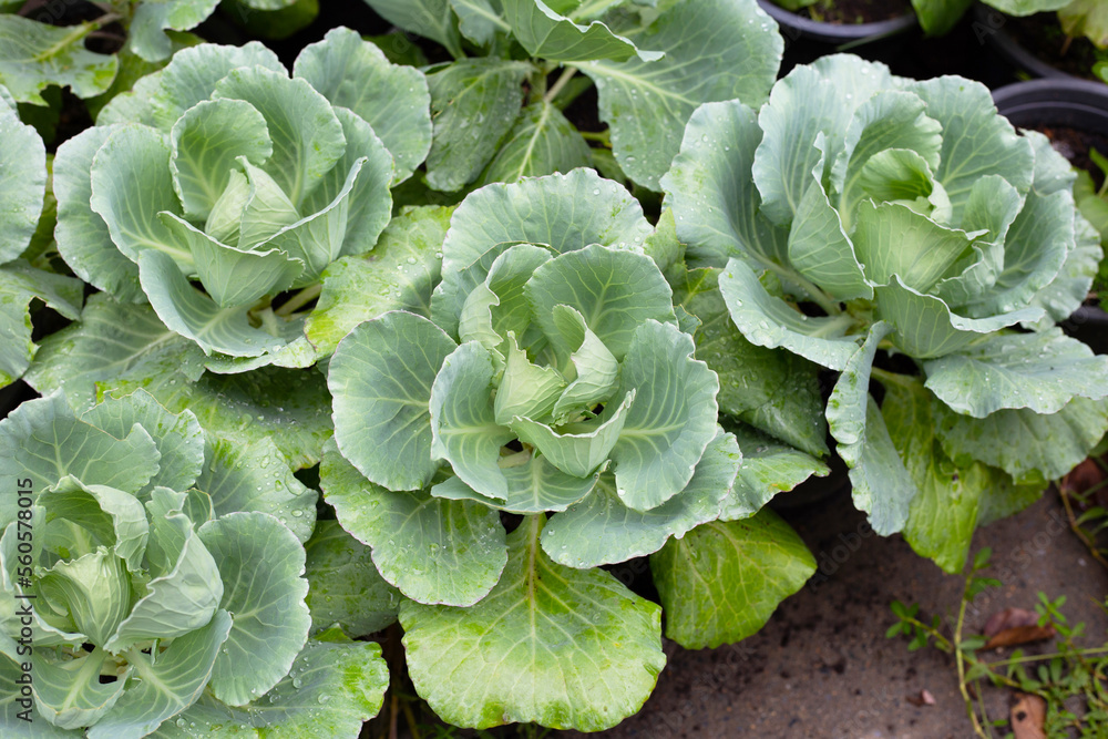 Gren cabbages growing in pots Gren cabbages growing in pots