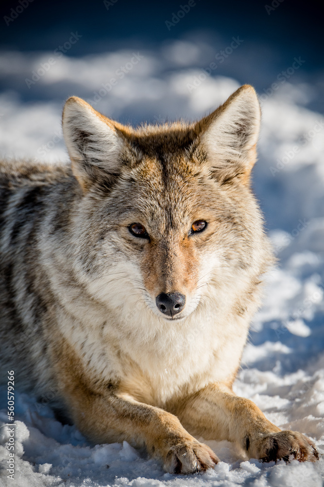 Obraz premium Coyote close up