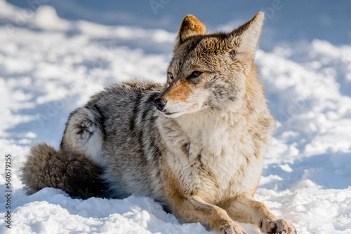 Coyote profile
