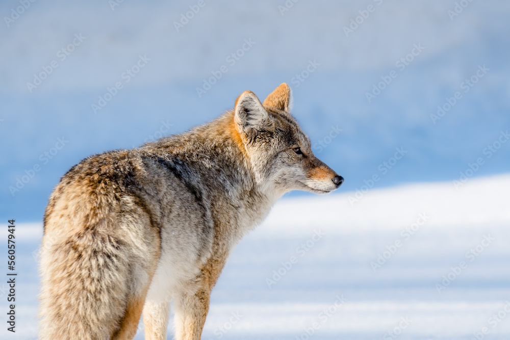 Fototapeta premium Coyote Portrait
