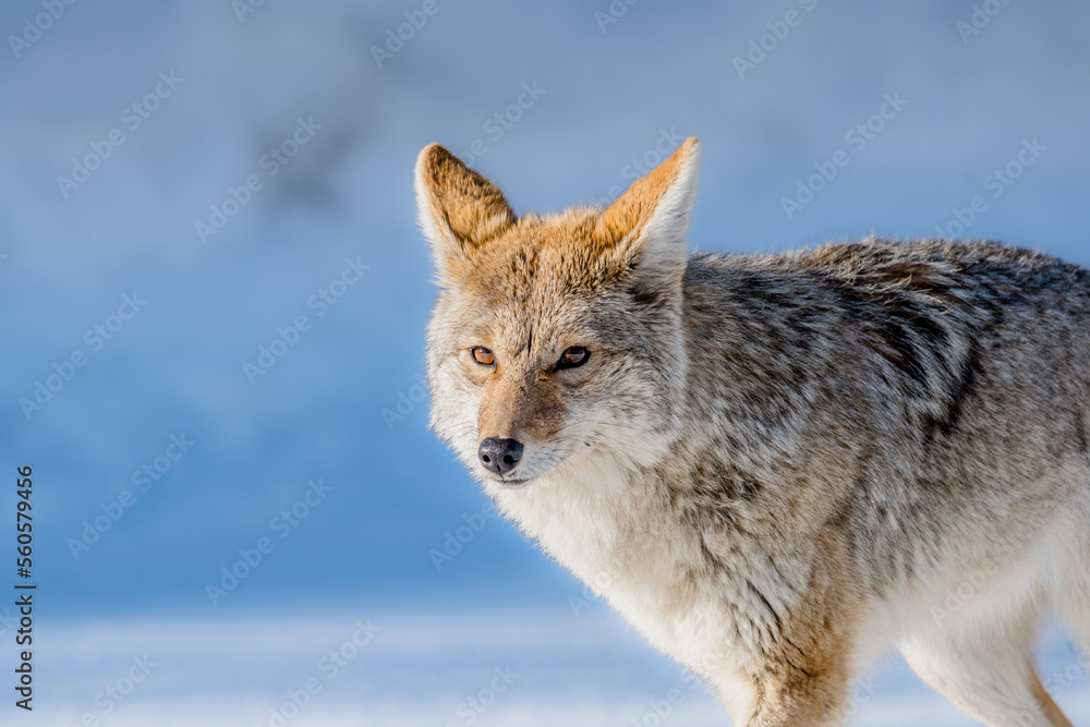 Fototapeta premium Coyote Prowling