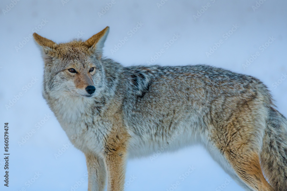 Obraz premium Coyote in Winter