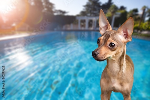 Fototapeta Naklejka Na Ścianę i Meble -  Cute young dog posing near swimming pool