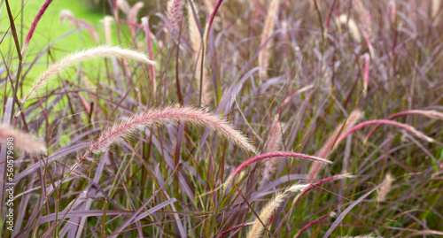 Fountain grass or pennisetum alopecuroides