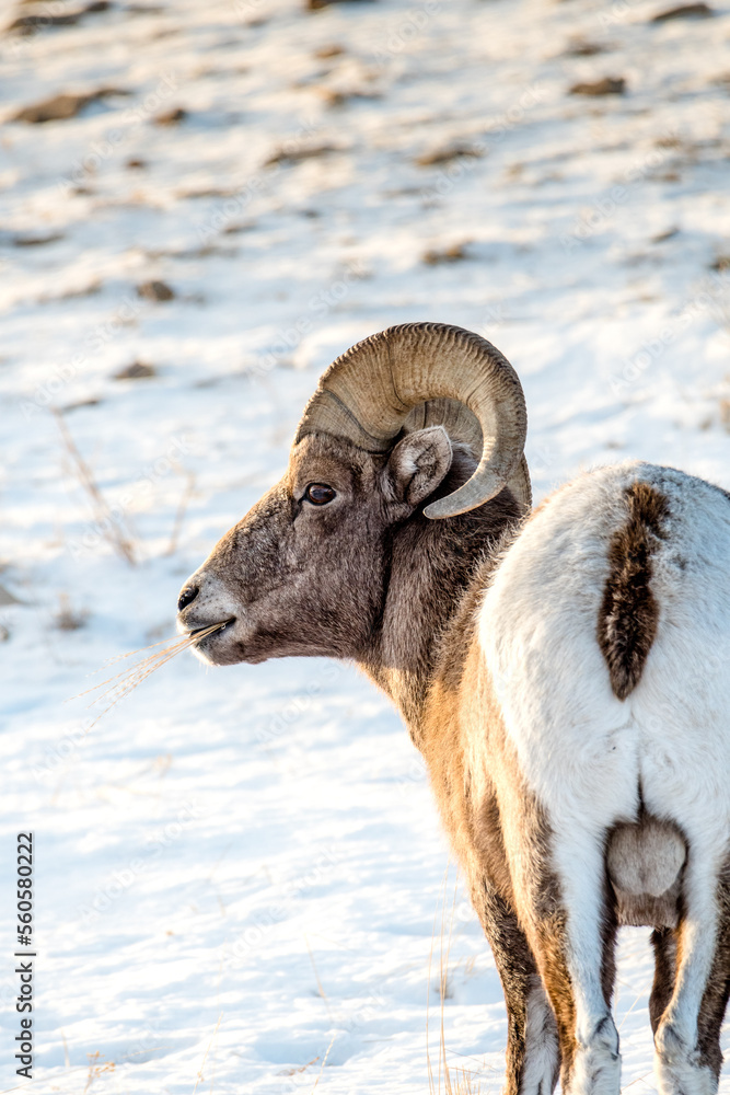 Male Big Horn sheep in winter