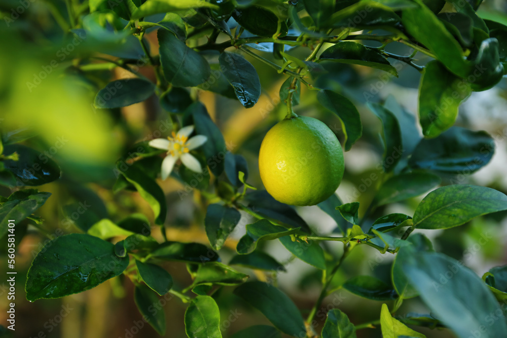 Ripe lime and flower growing on tree in garden, closeup Ripe lime and flower growing on tree in garden, closeup