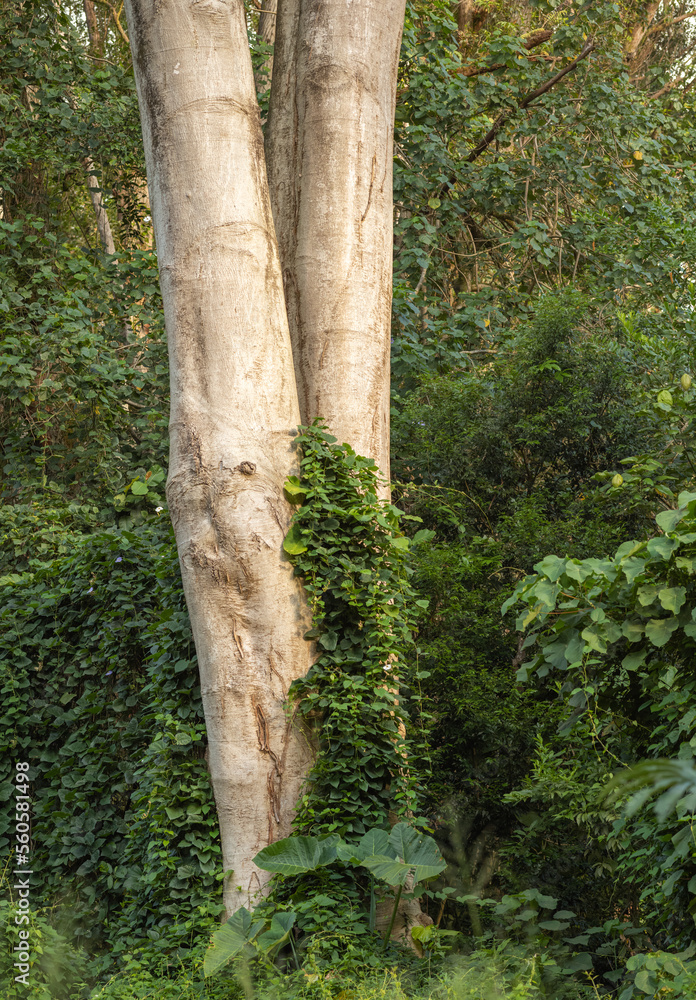 Fototapeta premium Hawaiian Sandalwood Tree with Twin Trunks in the Honolulu Rainforest.