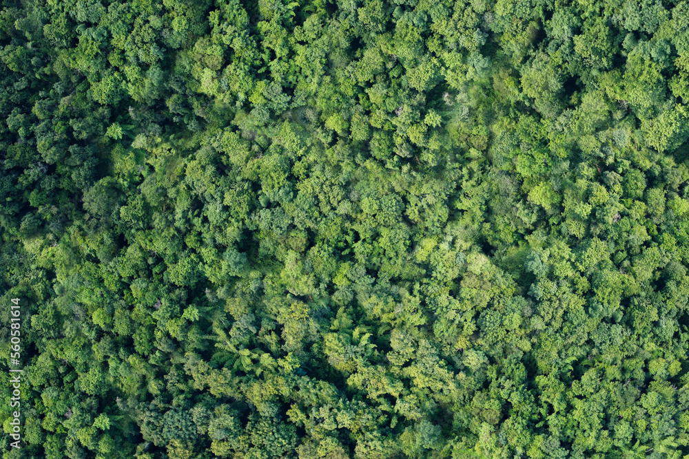 high angle view of tree in forest