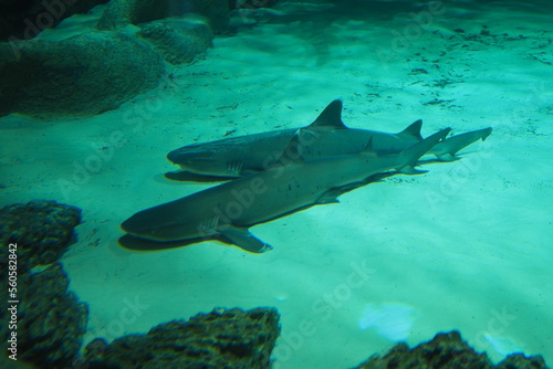 Aquarium fish. Shark in the aquarium. Close-up.