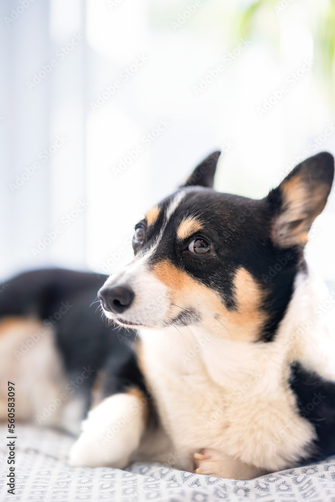 Portrait of a Pembroke Welsh Corgi with a funny expression laying on a bed in a brightly lit room. 
