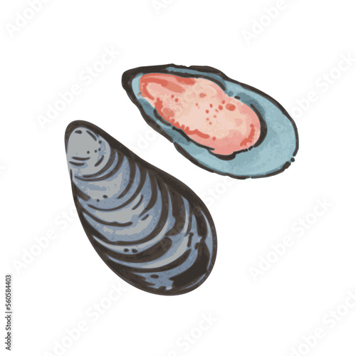 Illustration of mussels in hand drawn watercolor style isolated on white background. Vector design element. 