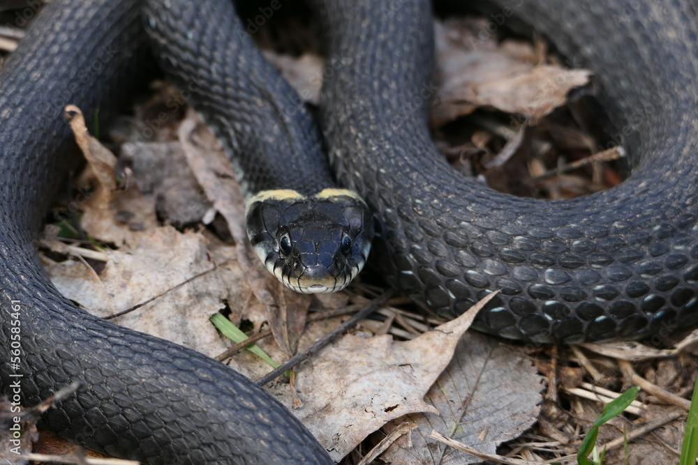 A snake, a large snake in the spring forest, in dry grass in its natural habitat, basking in the sun A snake, a large snake in the spring forest, in dry grass in its natural habitat, basking in the sun