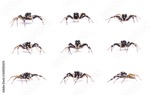 Set collection Male Phintella versicolor spider isolated on white background.
