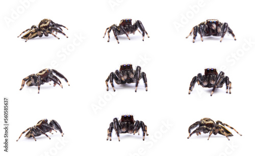 Carrhotus viduus spider Set collection isolated on white background.