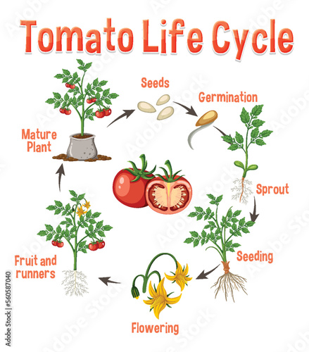 Life cycle of a tomato plant diagram