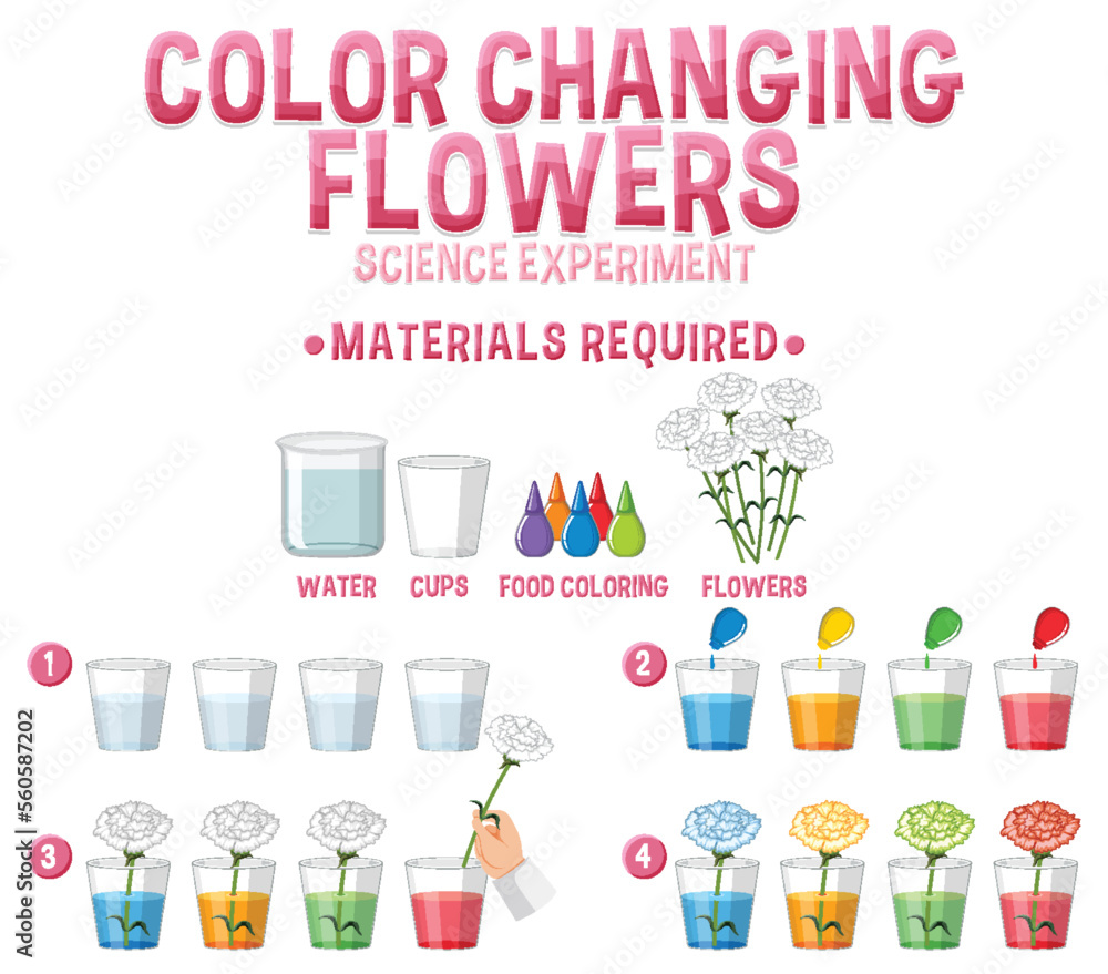 Color changing flowers science experiment Color changing flowers science experiment