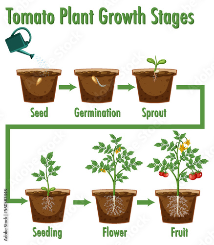 Tomato Plant Growth Stages