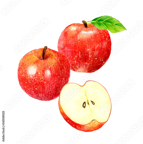 りんごの果実と半分にカットしたりんごのセット フルーツの手描き水彩イラスト素材