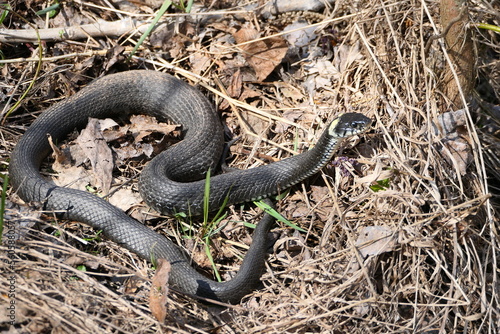 A snake, a large snake in the spring forest, in dry grass in its natural habitat, basking in the sun