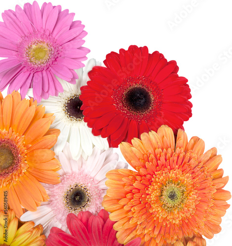 bunch of gerbera daisies